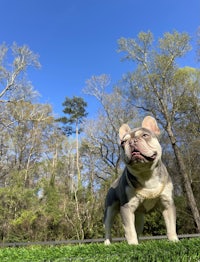 a small french bulldog wearing a hoodie in the snow