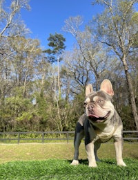 a small french bulldog wearing a coat in the snow